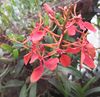 Renanthera imschootiana 01.jpg