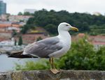 Seagull July 2014-3.jpg