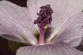 Filaments join into a column, showing purple anthers and (when zoomed) purple pollen spheres (?Germany)