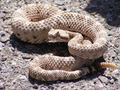 Crotalus cerastes mesquite springs CA.JPG