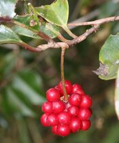 Kadsura japonica (fruits).JPG