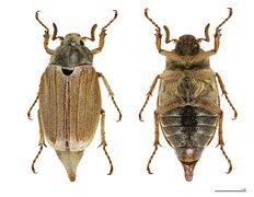 Melolontha melolontha global MHNT.jpg