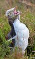 A moulting yellow-eyed penguin.