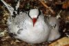 Red-billed tropicbird (Phaethon aethereus mesonauta) with chick.jpg