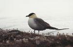 Long-tailed Skua (js) 26.jpg