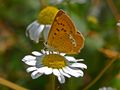 Lycaena virgaureae، أنثى - منظر جانبي