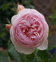 English Rose 'Heritage' (Austin, 1984)