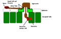 Diagram representing the infection process of rust fungi