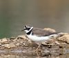 Little-Ringed-Plover.jpg