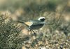 Red-rumped Wheatear - Boumelne - Maroc 07 3037 (19220647799).jpg