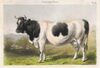 An engraving of a Fribourgeoise cow, in color. It is black and white and standing in a field.
