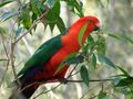 Male in the wild in Brisbane