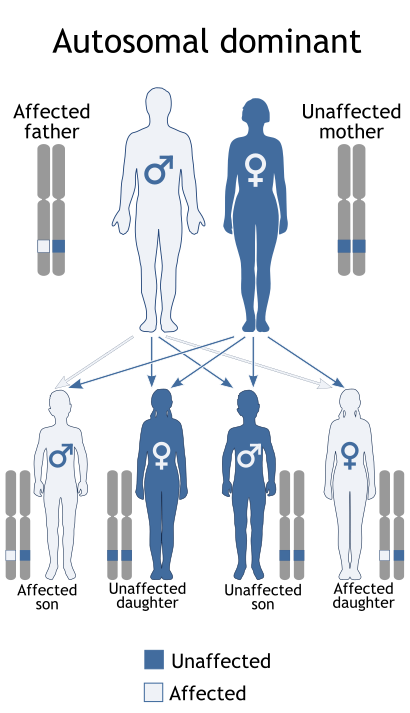 Autosomal dominant - en.svg