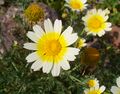 Glebionis coronaria var. discolor 003.JPG