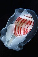 A red-lined paper bubble "Hydatinidae gen. sp" off Cape Nomamisaki, Kagoshima Whale Fall, Japan.