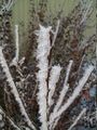 Large feathery crystals