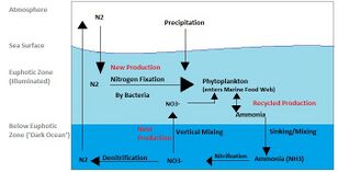 Marine nitrogen cycle