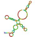 CRISPR-DR3: Secondary structure taken from the Rfam database. Family U1 snRNA.