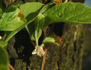 Schisandra sinensis flower.jpg