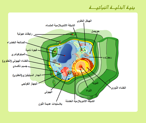 صورة خلية نباتية تظهر مختلف مكوناتها