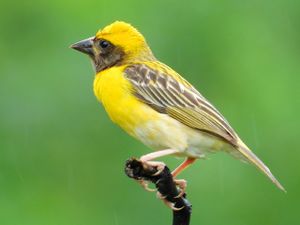 Baya weaver (Ploceus philippinus) Male ♂ Photograph by Shantanu Kuveskar.jpg