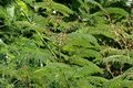 Acacia pennata at Ananthagiri Hills, in Rangareddy district of Andhra Pradesh, الهند.