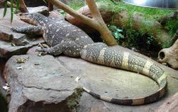 Nile Monitor.JPG