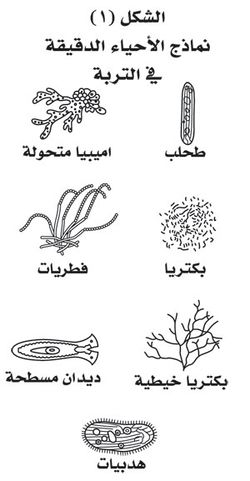 نماذج الأحياء الدقيقة في التربة