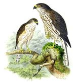 Accipiter brevipes Dresser.jpg