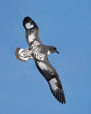 Daption capense in flight - SE Tasmania.jpg