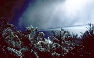 Palm trees under sky darkened as if at night by volcanic ash.