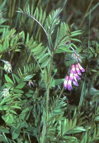 Vicia orobus1 eF.jpg