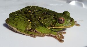 Hyla gratiosa UMFS 2014 2.JPG