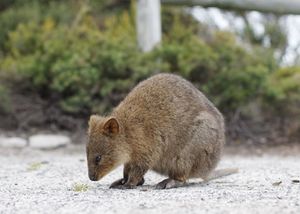 Quokka at rottnest (cropped).jpg