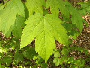 Acer pseudoplatanus 002.jpg