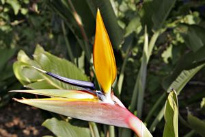 Bird of Paradise flower.JPG