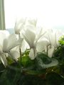 cultivated cyclamen