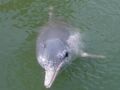 The vulnerable Indo-Pacific humpback dolphin is here