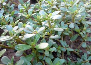 Portulaca oleracea.JPG