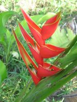 Heliconia bourgaeana1.JPG