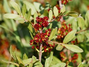 Pistacia lentiscus (male flowers).jpg