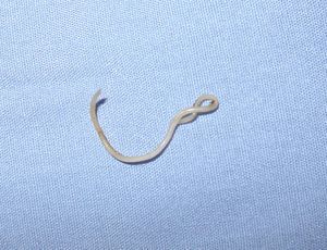 Canine roundworm 1.JPG