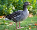 Greylag Goose - St James's Park, London - Nov 2006.jpg