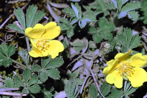 Potentilla arenaria0 eF.jpg