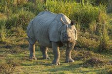 Rhinoceros unicornis, Kaziranga (2006).jpg