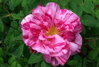 Striped Gallica 'Rosa Mundi', believed to date from the 12th century