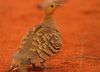 Chestnut-bellied sandgrouse (Pterocles exustus).jpg