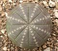 Euphorbia obesa, a spurge