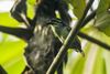 Red-rumped Tinkerbird - Ankasa - Ghana 14 S4E2139.jpg