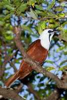 طائر Three Wattled Bellbird.